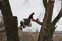 Коммунальные службы продолжают проводить мероприятия по обрезке деревьев