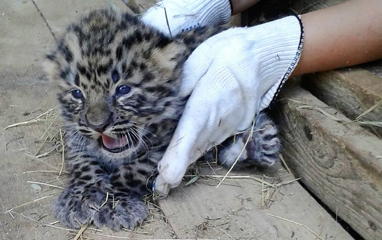 Пятнистое пополнение: у амурских леопардов в зоопарке родились два котенка