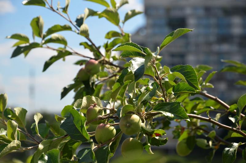 Примерно две тысячи москвичей планируют посадить семейные деревья