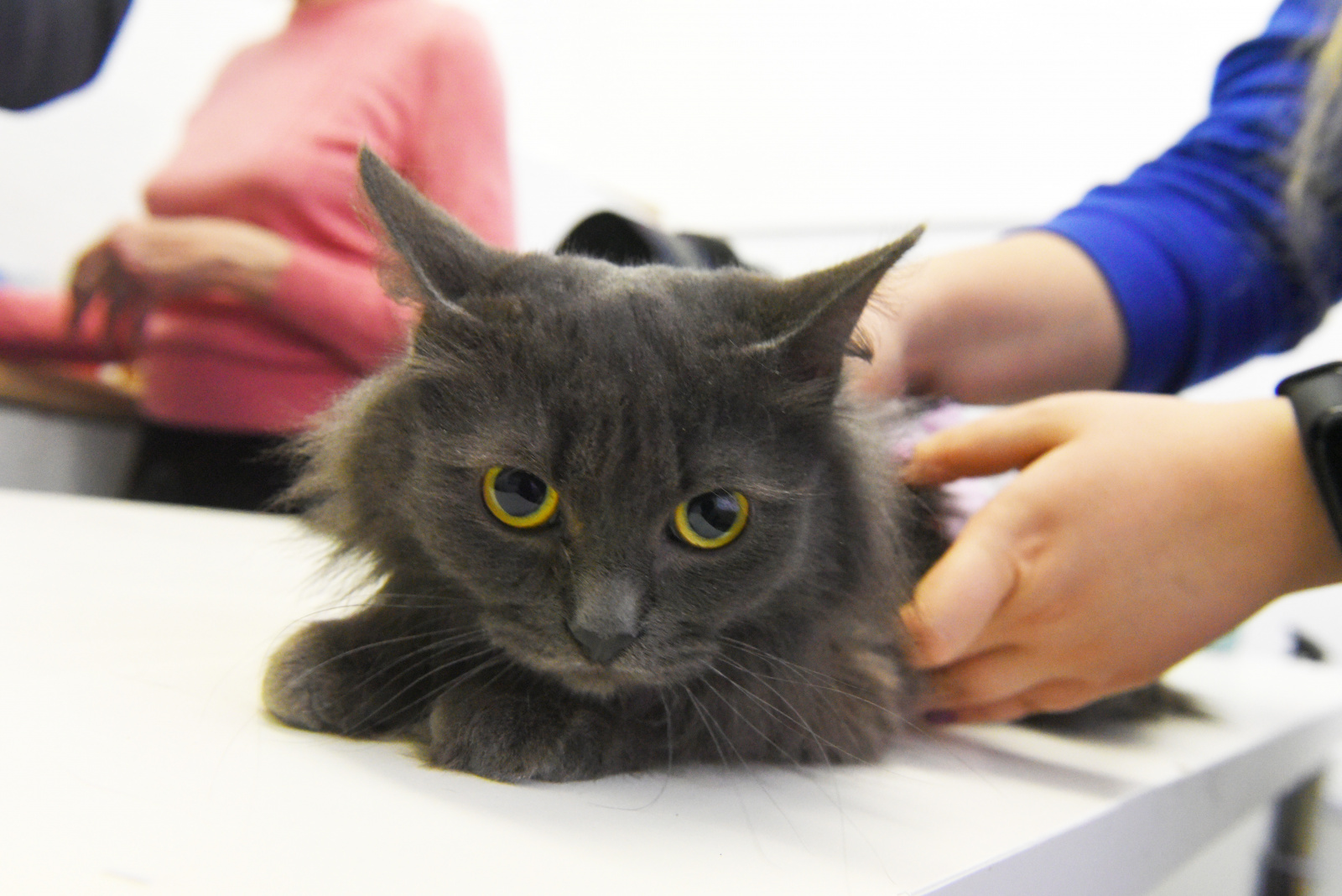 Волонтеры проекта «ЗооМониторинг» посчитают, сколько бездомных кошек в Москве