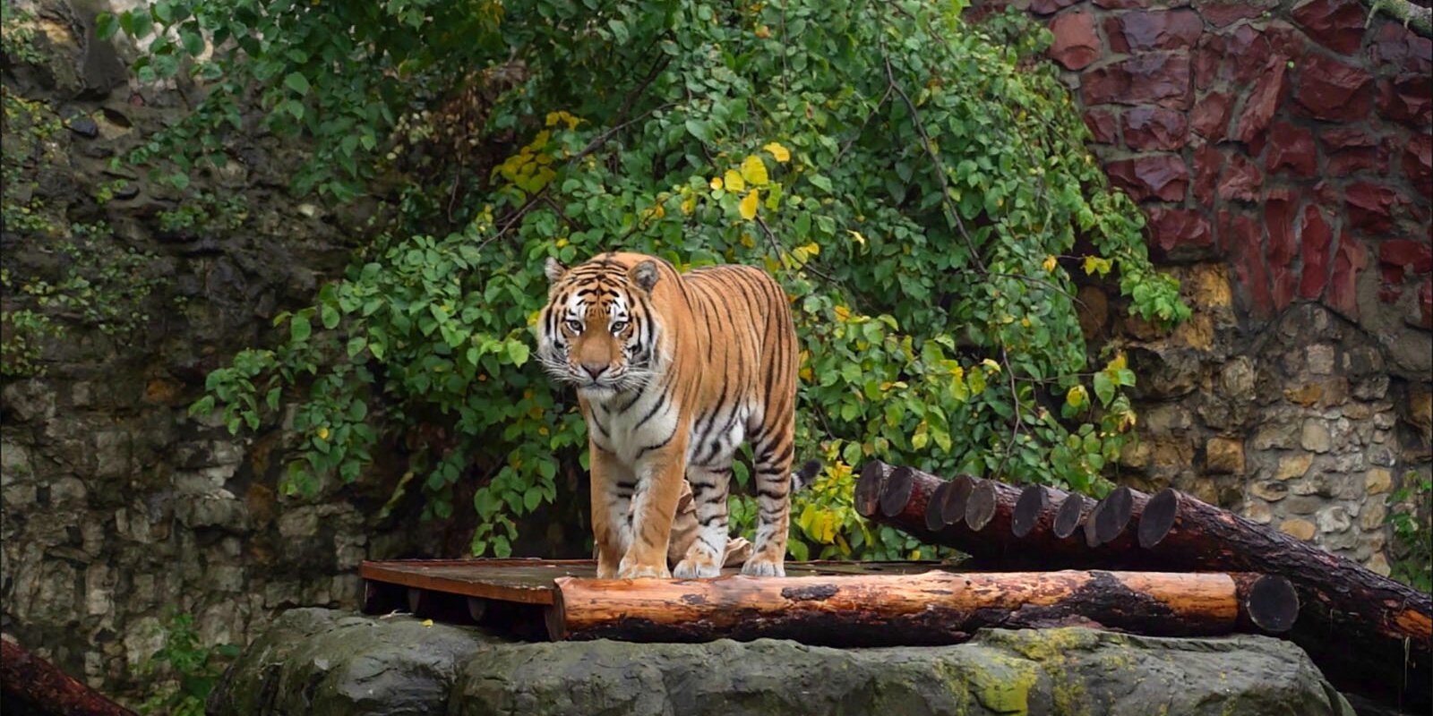 тигр в московском зоопарке