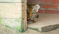 В Московском зоопарке родились редкие амурские тигры