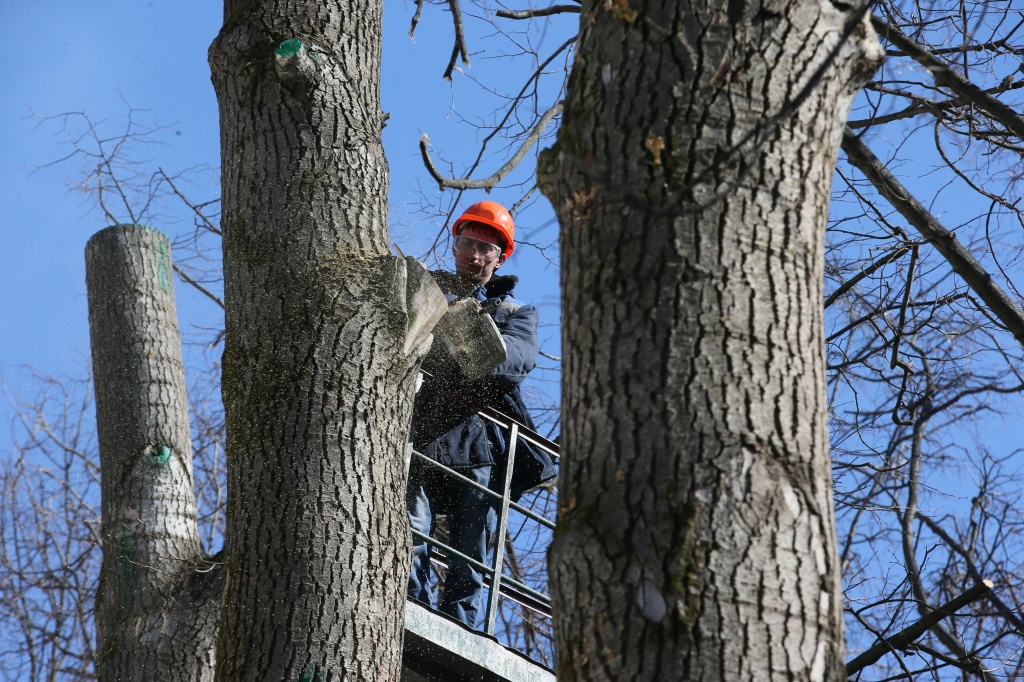 Санитарная обрезка деревьев завершилась в поселении Рязановское