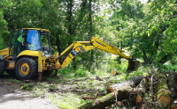 В поселке Фабрики имени 1 мая начались работы по удалению упавшего дерева