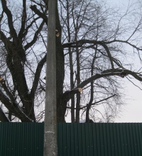 На территории поселения Рязановское проведены работы по кронированию деревьев