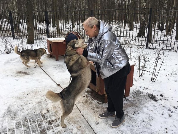 Елена Хаустова: С собаками в хаски-парке всё в порядке!