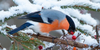 Желуди — дятлам, рябину — снегирям: как пройдет ежегодная акция «Птица синица»