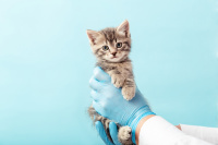  Ветеринары пригласили на бесплатную вакцинацию домашних животных