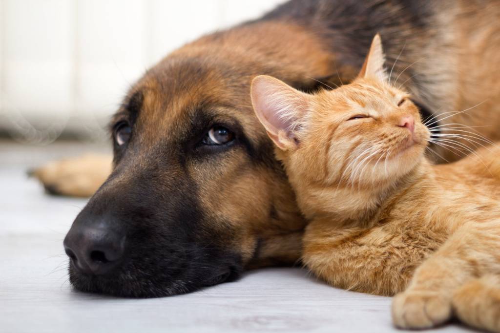 Бесплатная вакцинация собак и кошек против бешенства 