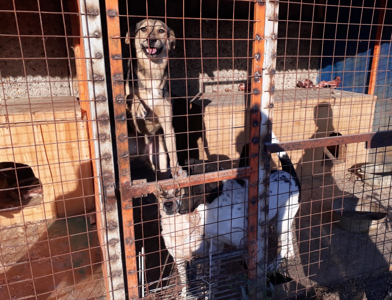 Сотрудники администрации поселения Рязановское проверили приют содержания безнадзорных животных