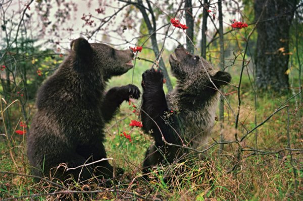 Департамент развития новых территорий столицы возьмет шефство над одним из найденных в ТиНАО медвежат