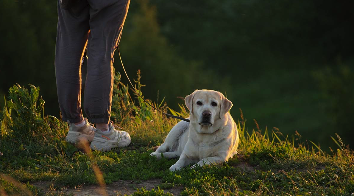 Ученики из Рязановского смогут узнать о роли собак в жизни человека 