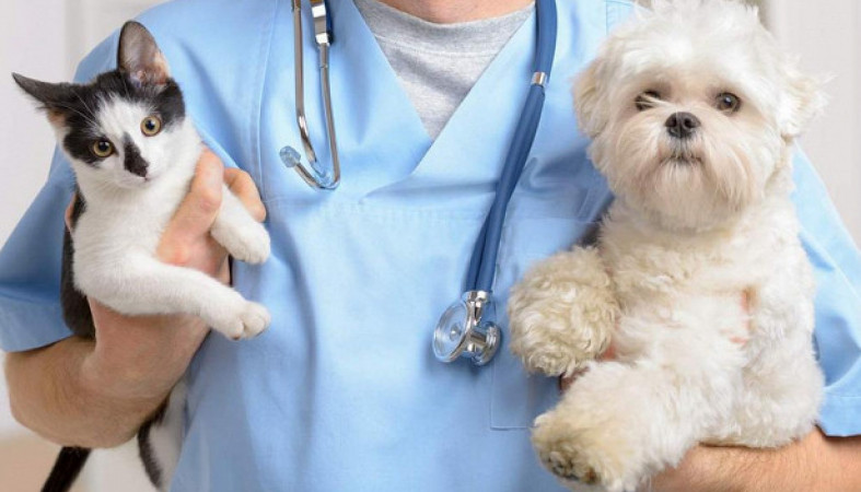 Бесплатная вакцинация собак и кошек против бешенства 