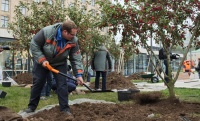 «Активный гражданин» открыл новое голосование про озеленение дворов 