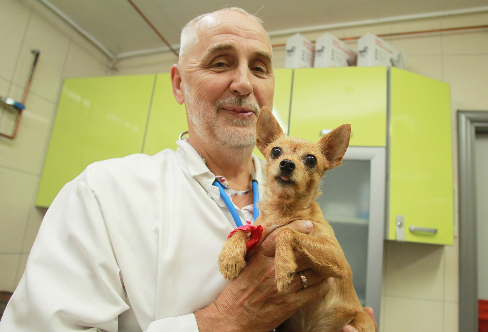Бесплатную вакцинацию животных проведут в Москве 