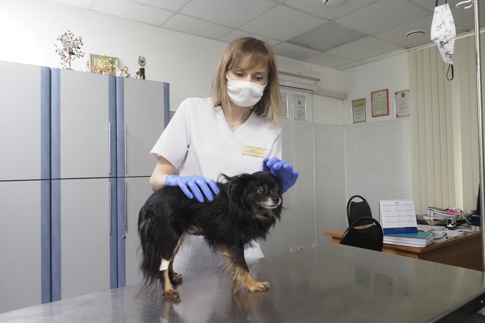 Бесплатную вакцинацию домашних животных от бешенства проведут в Рязановском
