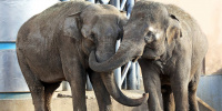 Загадки, квесты и уроки слоновьего языка: как проведут в зоопарке 1 декабря