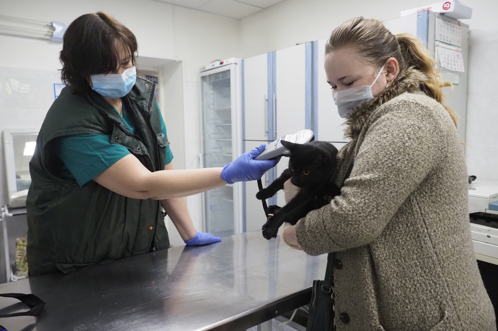 Домашних животных будут тестировать на коронавирус в научных целях