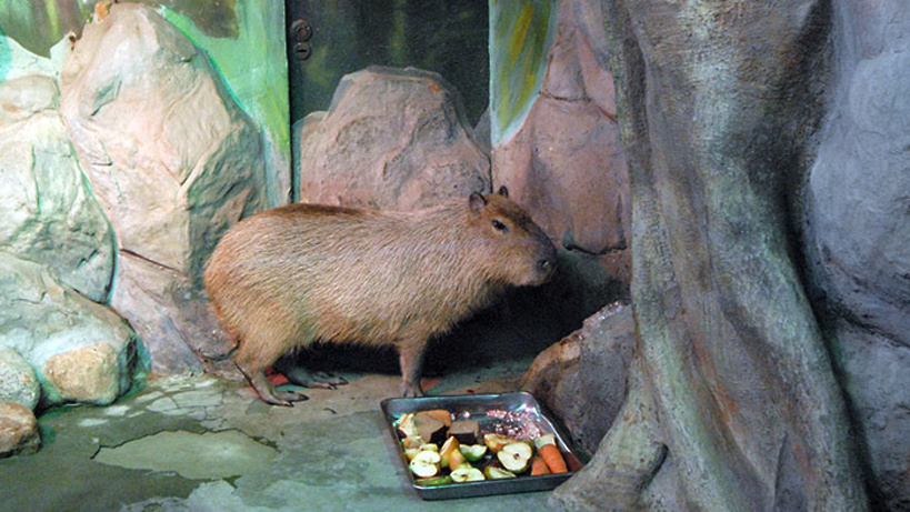 В Московском зоопарке капибары зимуют в «личной резиденции»
