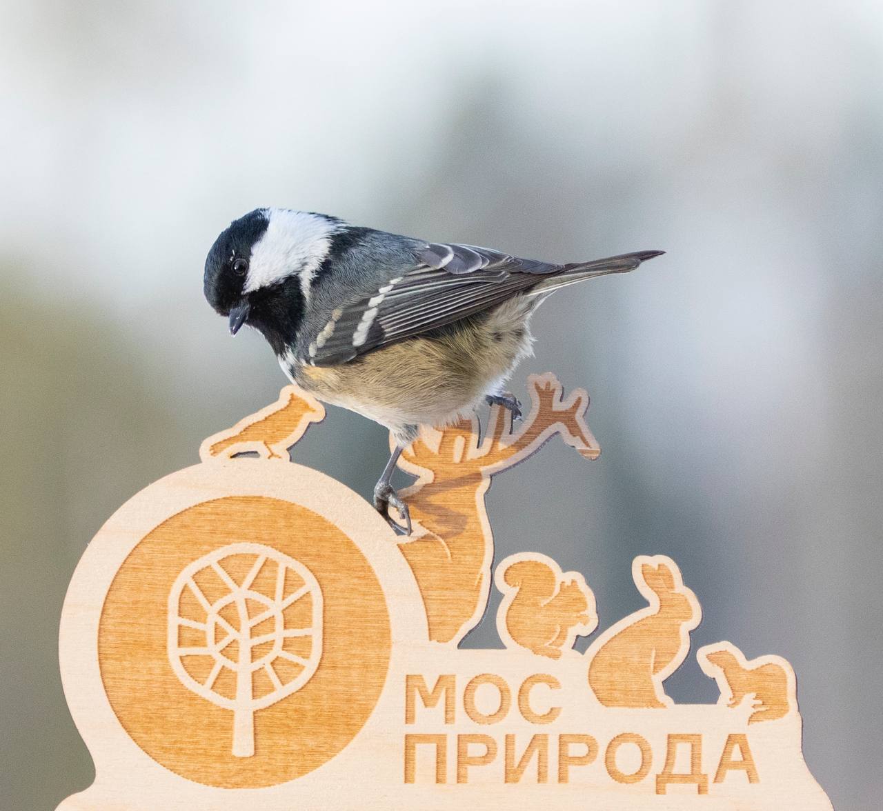 Пернатый аудиогид: Мосприрода запускает проект по определению видов птиц по голосам