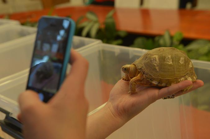 День черепахи отметили дошкольники из поселения Рязановское 