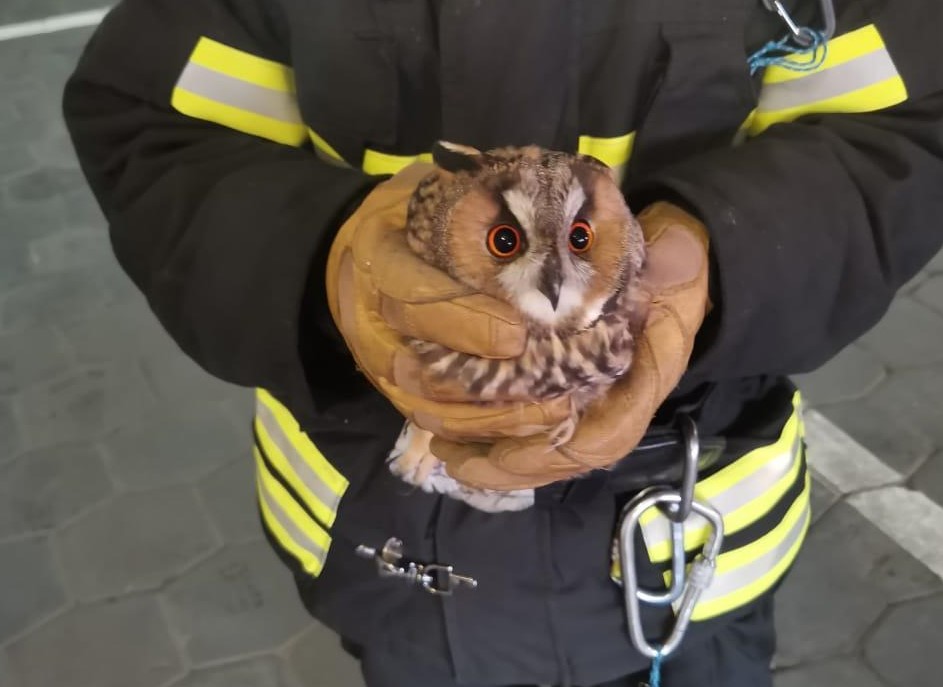Пожарные из Мосрентгена спасли сову от гибели