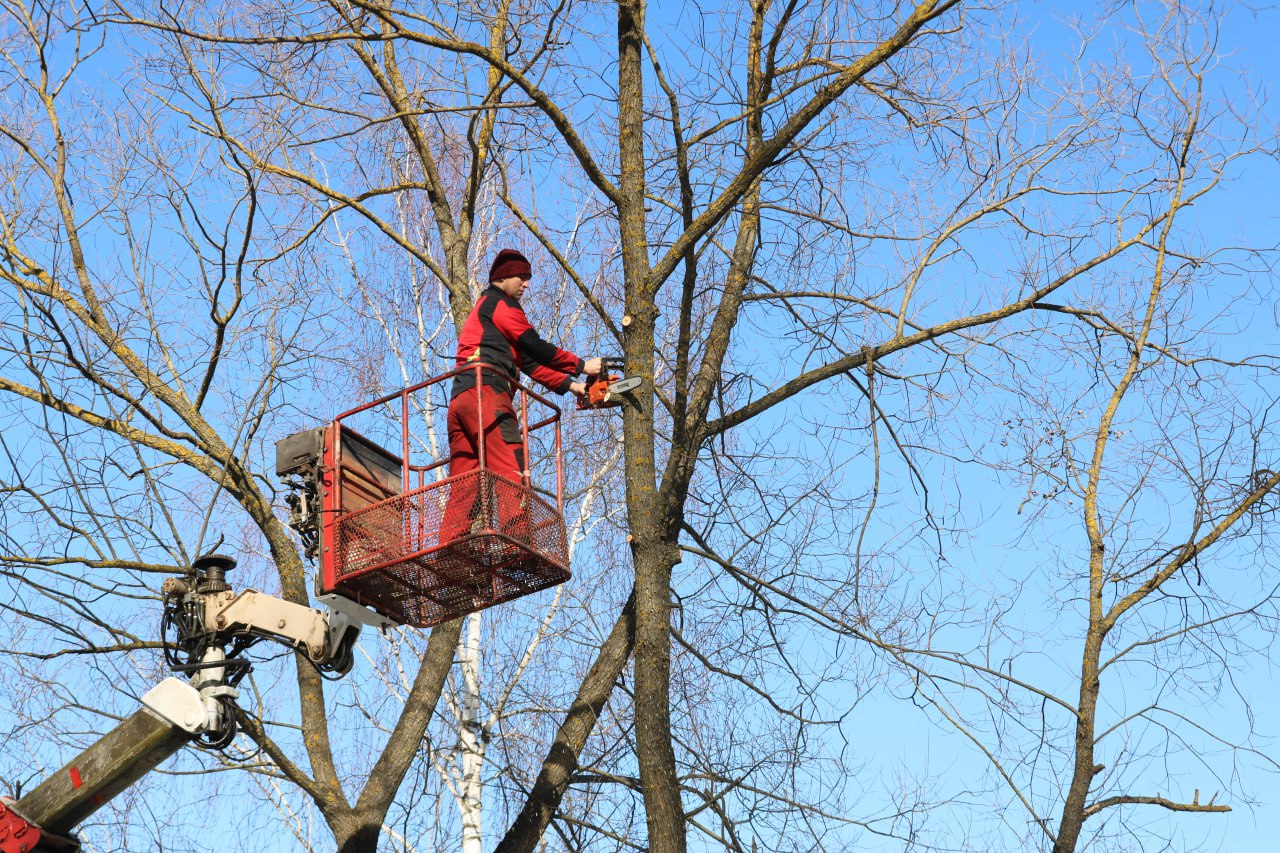 Коммунальные службы провели обрезку деревьев в поселении Рязановское