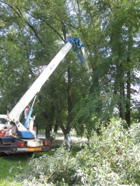 В поселении Рязановское продолжаются работы по приведению зеленого фонда в нормативное состояние