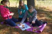 Школьникам о природе: тема для детского экологического фестиваля