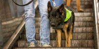 В метро возобновили обучение собак-проводников