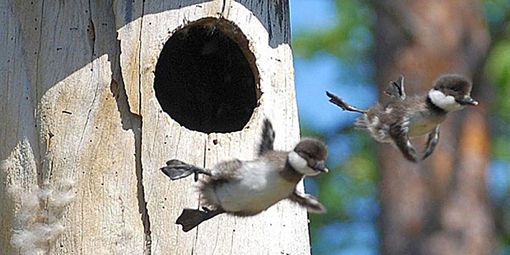 2-my-mir-great-foto-baby-common-goldeneye-ducks-leaving-nest-flying-for-first-time.jpg